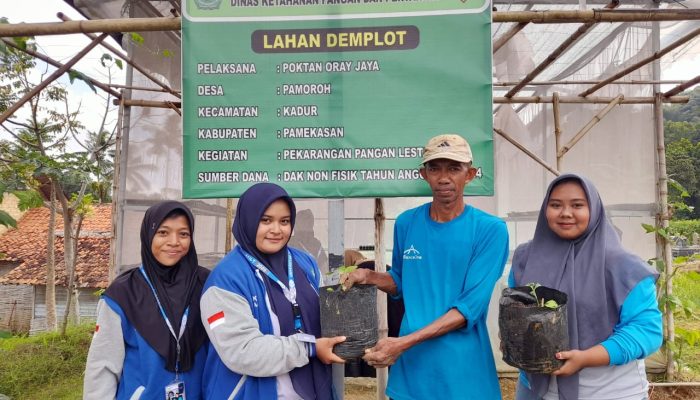 Berikan Bibit Hingga Pupuk, Mahasiswa UIM Edukasi Petani di Pamekasan