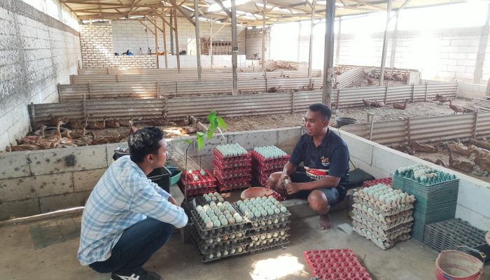 Mas Fikri, Potret Peternak Milenial Asal Pamekasan yang Sukses Kembangkan Usaha Bebek Petelur