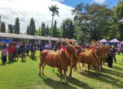 Festival Sapi Sonok Meriahkan Hari Jadi ke-80 Provinsi Jawa Timur