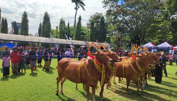 Festival Sapi Sonok Meriahkan Hari Jadi ke-80 Provinsi Jawa Timur
