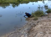 Komisi II DPRD Pamekasan Desak Dinas Perikan Ambil Langkah Persoalan Rumput Laut di Jumiang