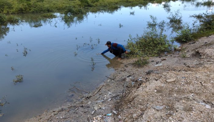 Komisi II DPRD Pamekasan Desak Dinas Perikan Ambil Langkah Persoalan Rumput Laut di Jumiang