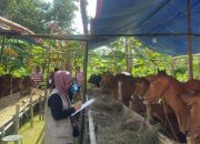 Jelang Hari Raya Idul Adha, Pemkab Mulai Perketat Pengawasan Hewan Kurban