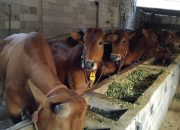 Tonjolkan Kualitas, Katandur Farm Pamekasan Sediakan Ratusan Sapi Siap Kurban