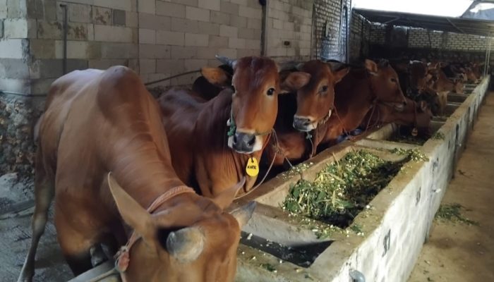 Tonjolkan Kualitas, Katandur Farm Pamekasan Sediakan Ratusan Sapi Siap Kurban