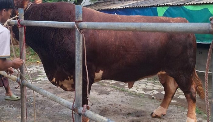 Melalui Seleksi Ketat, Sapi “Ronggo” Katandur Farm Terpilih Jadi Kurban Presiden
