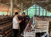 Program MBG Dorong Peternak Ayam Layer Lokal di Pamekasan Terhindar Kerugian