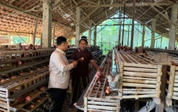 Program MBG Dorong Peternak Ayam Layer Lokal di Pamekasan Terhindar Kerugian