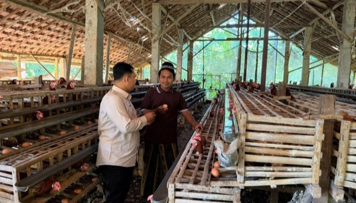 Program MBG Dorong Peternak Ayam Layer Lokal di Pamekasan Terhindar Kerugian