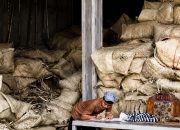 Pemerintah Dinilai Lamban Tetapkan Harga, Petani Tembakau Khawatir Rugi