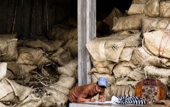 Pemerintah Dinilai Lamban Tetapkan Harga, Petani Tembakau Khawatir Rugi